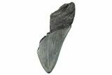 Partial Megalodon Tooth - South Carolina #272554-1
